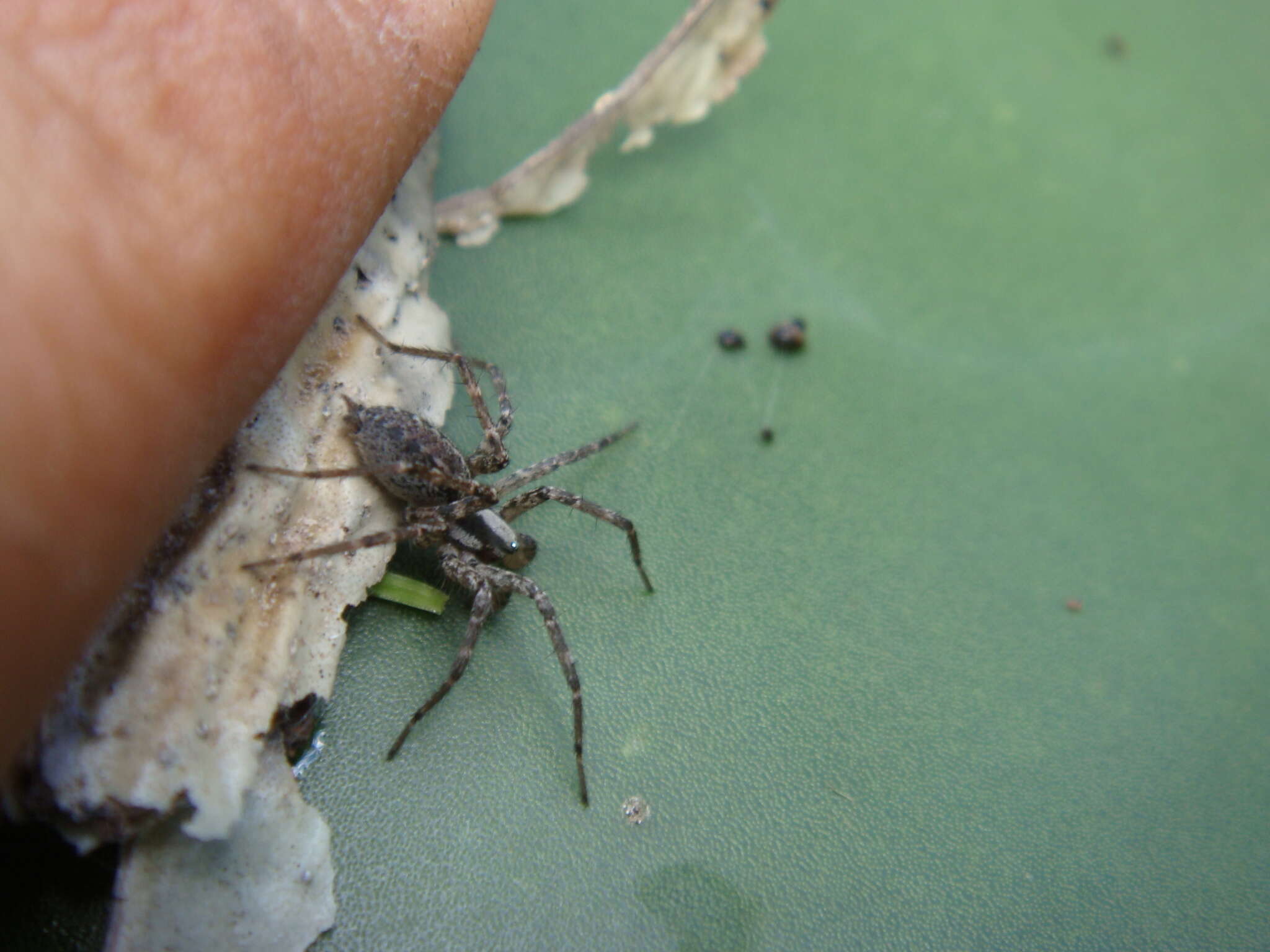 Image of Melpomene coahuilana (Gertsch & Davis 1940)