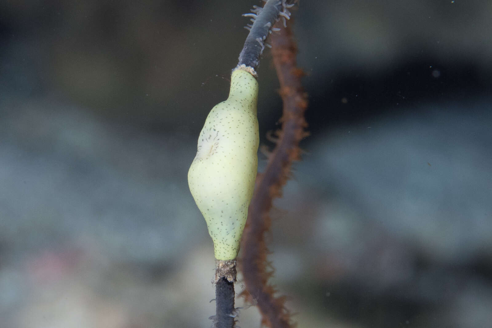 Image of jewel anemone