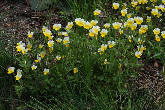 Image of Viola tricolor subsp. alpestris (Ging.) Ces.