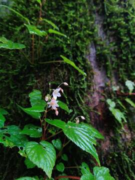 Image of Begonia crenata Dryand.