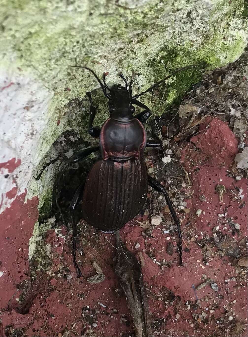 Image of Carabus (Macrothorax) morbillosus Fabricius 1792