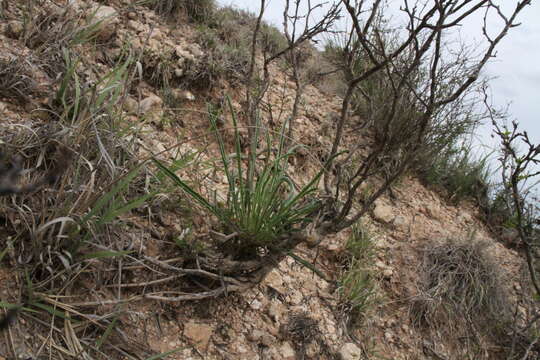 Image of El Paso evening primrose