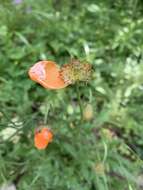 Image of Papaver oreophilum Rupr.