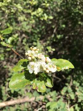 Imagem de <i>Crataegus gaylussacia</i>