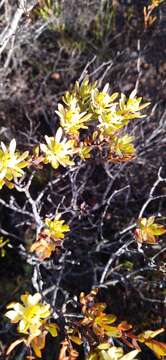 Image of Leucadendron modestum I. Williams