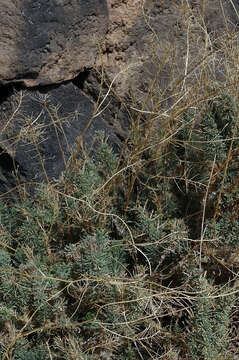 Plancia ëd Descurainia bourgaeana (E. Fourn.) Webb