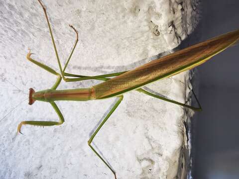 Image of Tenodera costalis Blanchard 1853