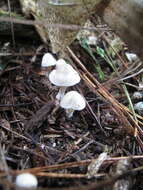 Image of Inocybe sindonia (Fr.) P. Karst. 1879