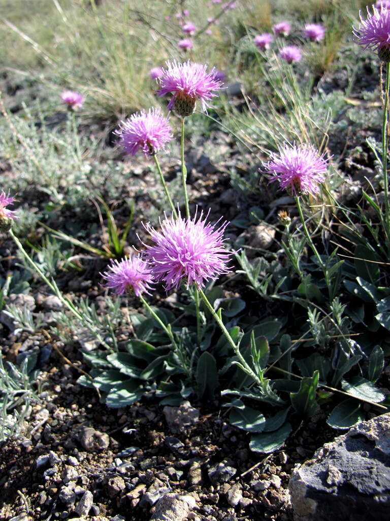 Image of Klasea marginata (Tausch) Kitag.