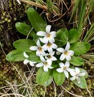 Image of Lysipomia laciniata subsp. microsperma McVaugh