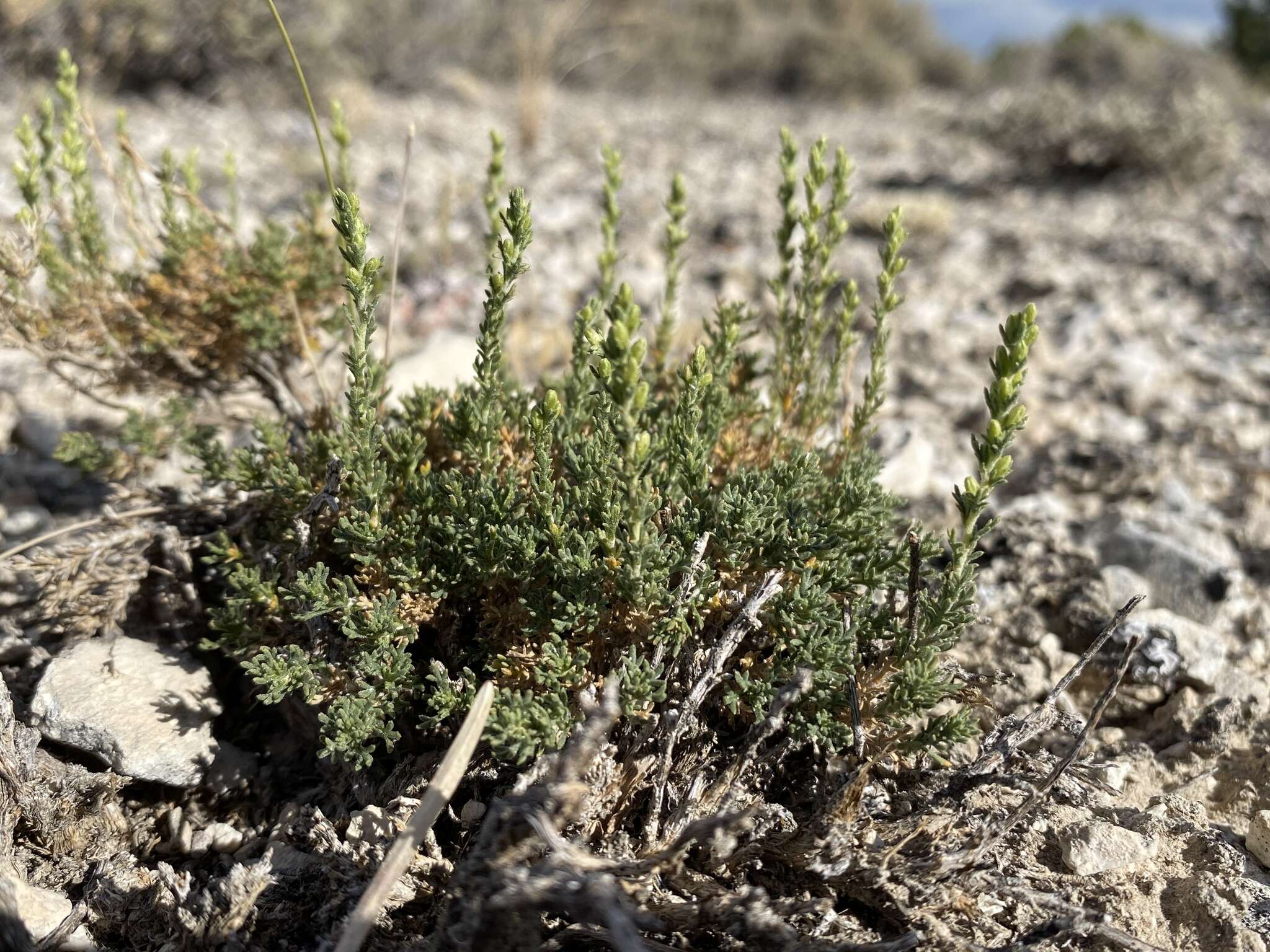 Imagem de Artemisia pygmaea A. Gray