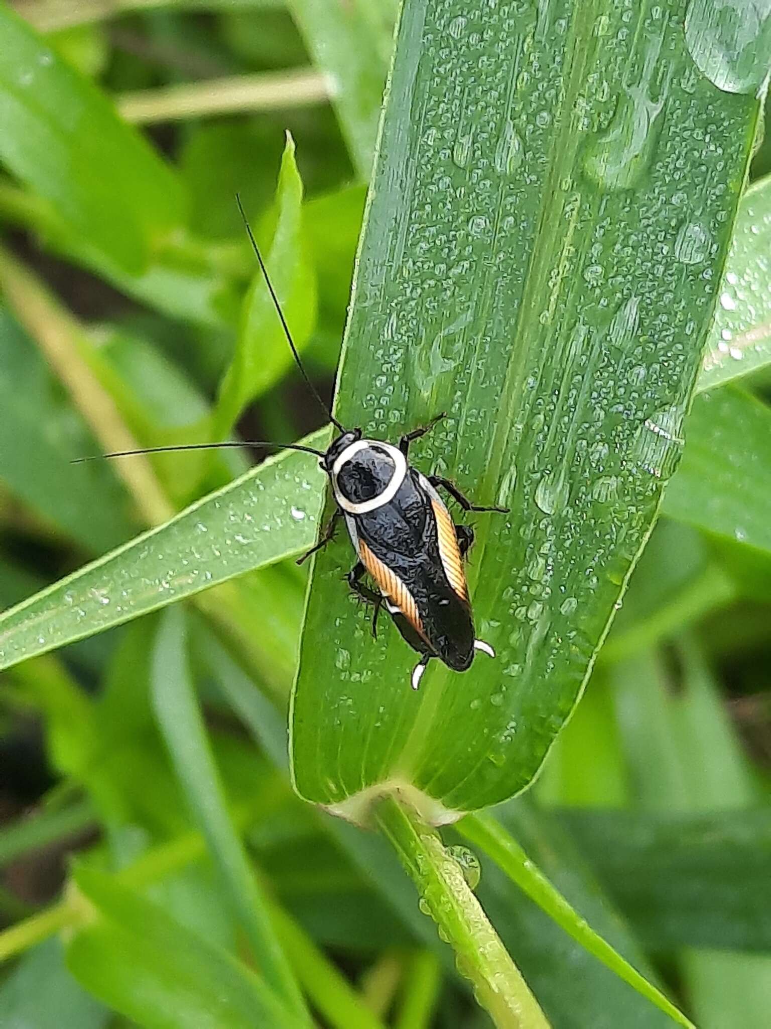 Image of Hemithyrsocera vittata (Brunner von Wattenwyl 1865)