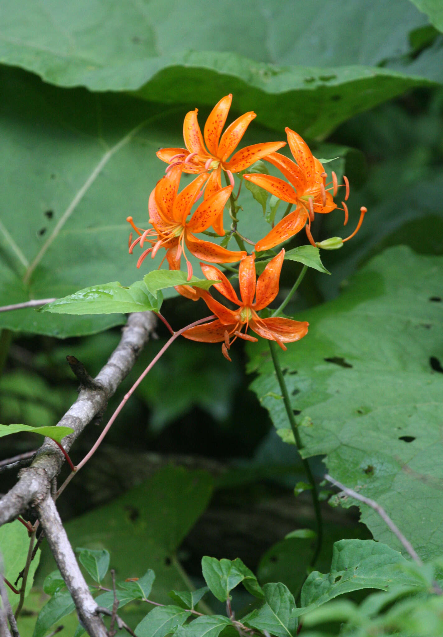 Image of Lilium distichum Nakai ex Kamib.