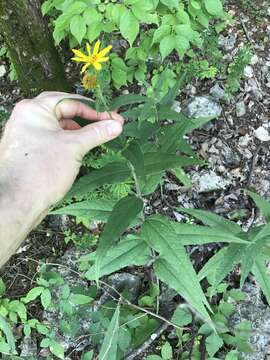 Слика од Helianthus hirsutus Rafin.