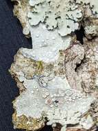 Image of Lecanora subpallens