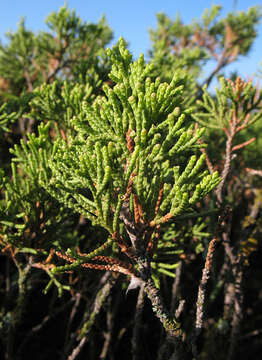 Image of Savin Juniper