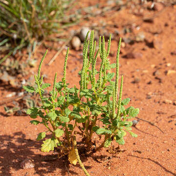 Plancia ëd Dysphania rhadinostachya (F. Müll.) A. J. Scott