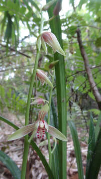 Image de Cymbidium ensifolium (L.) Sw.