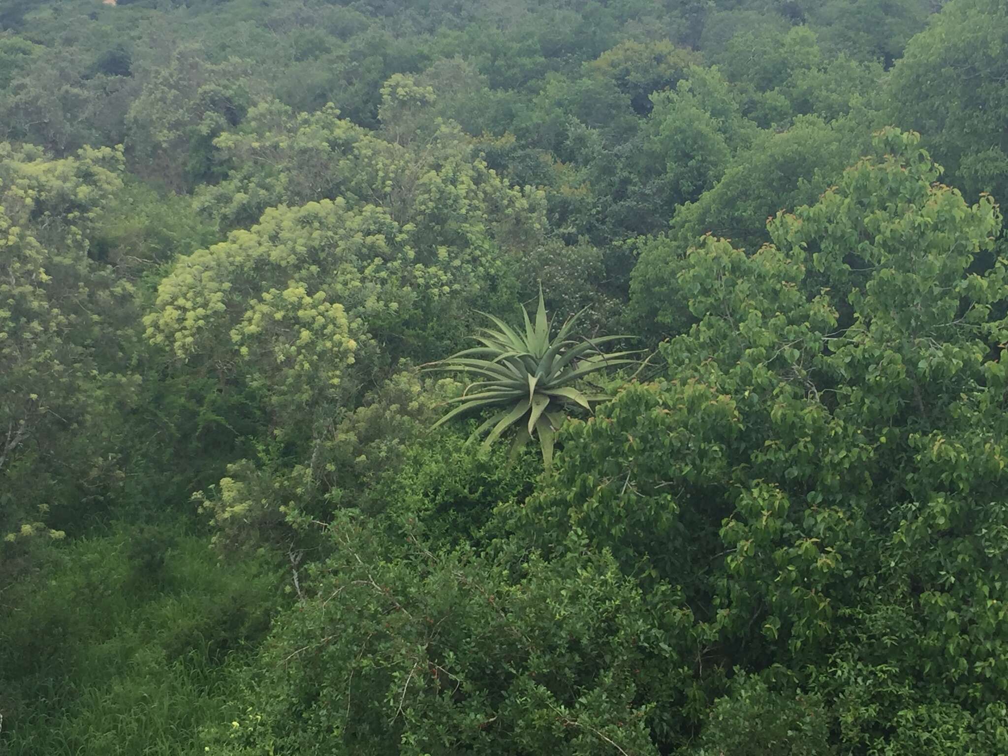 Aloe candelabrum A. Berger resmi