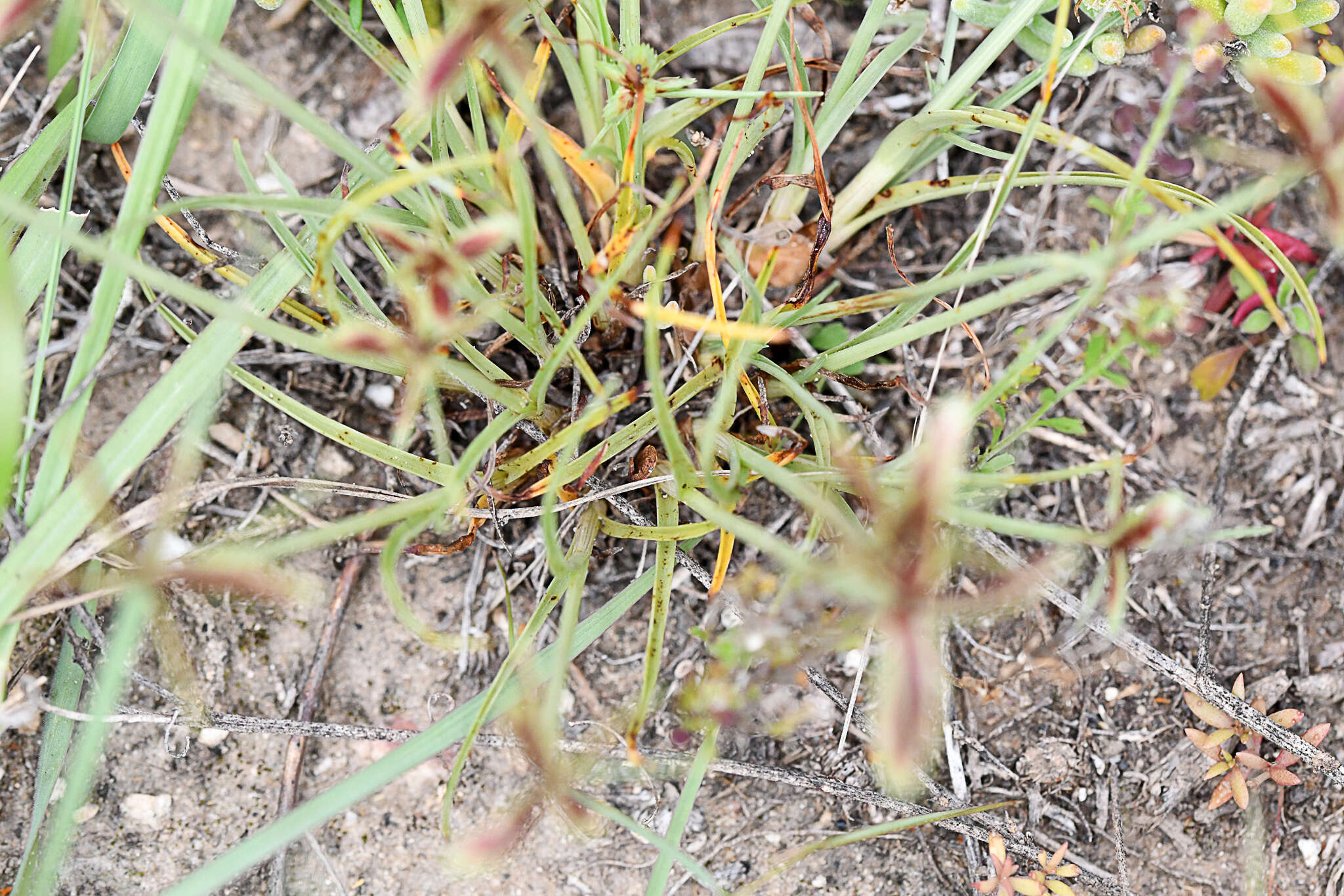 Image of Cyperus rubicundus Vahl