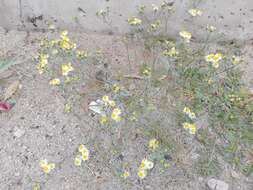 Image of Sonoran pricklyleaf