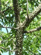 Image of Ceiba speciosa (A. St.-Hil., A. Juss. & Cambess.) P. Ravenna