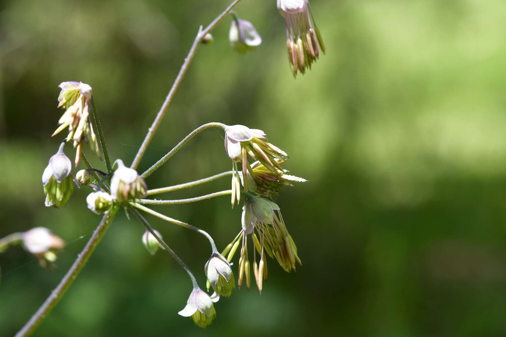 Image of Thalictrum guatemalense C. DC. & Rose ex Rose