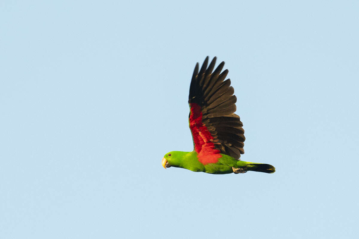 Image of Eclectus Wagler 1832