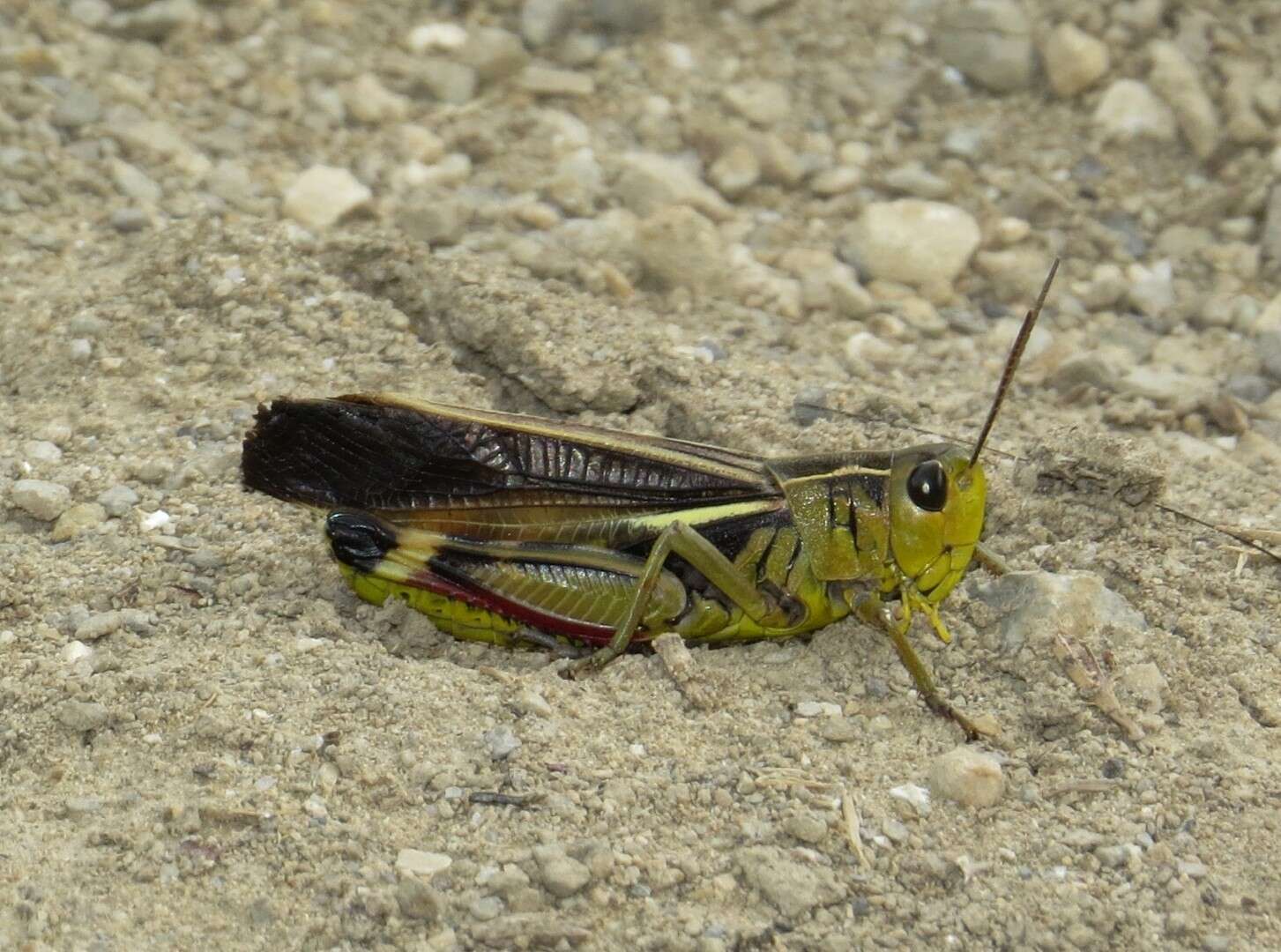 Image of Arcyptera (Arcyptera) fusca (Pallas 1773)