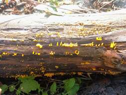 Image of Calocera cornea (Batsch) Fr. 1827