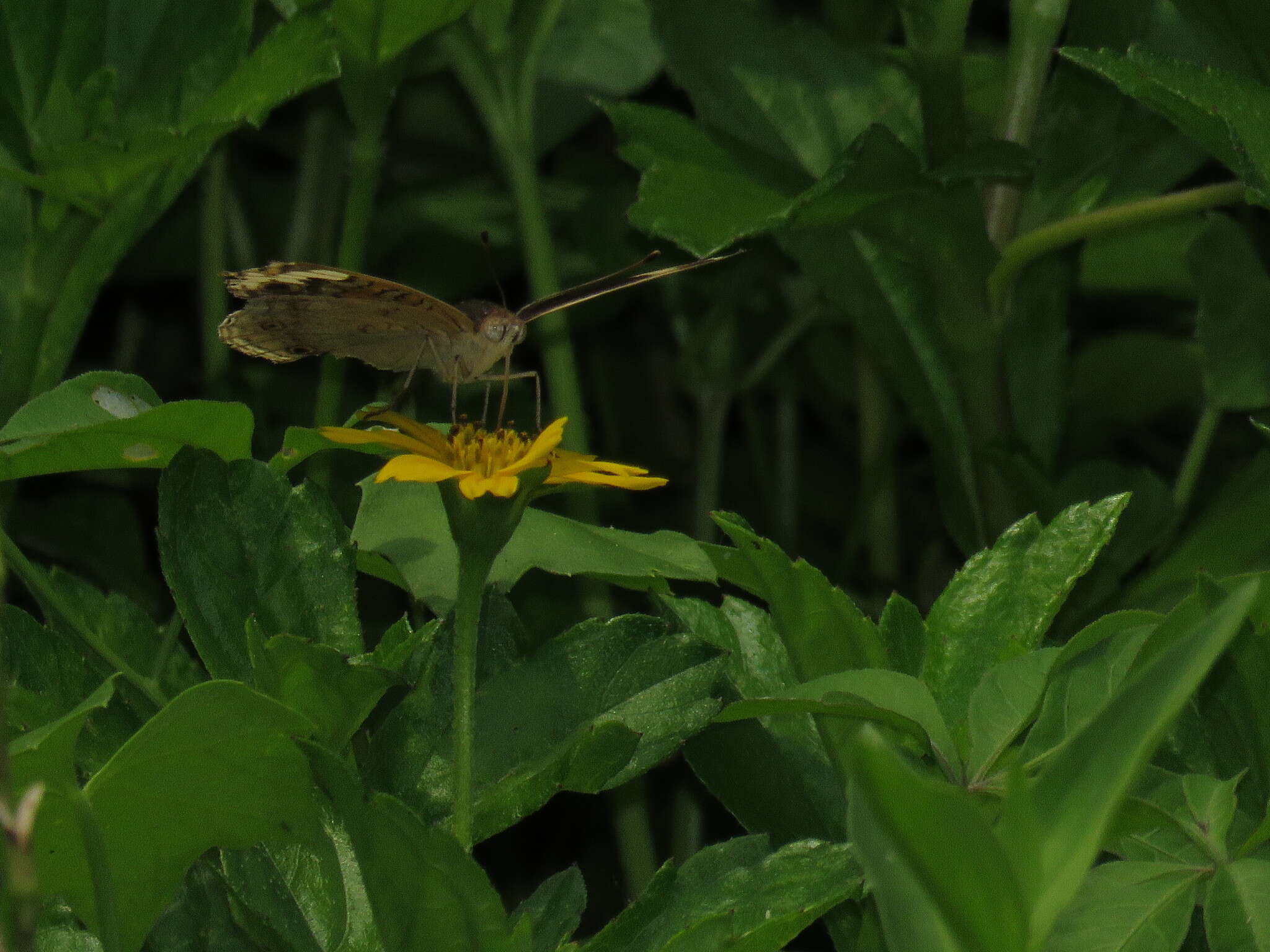 Image de Junonia orithya wallacei Distant 1883