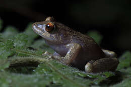 Image of Burrowes robber frog