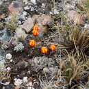 Image of Gentianella scarlatina (Gilg) J. S. Pringle