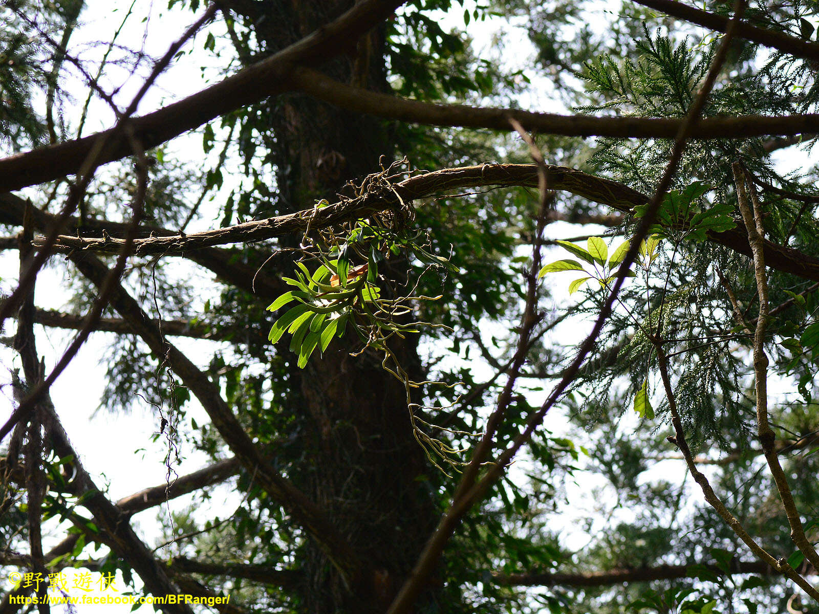 Image of Cleisostoma paniculatum (Ker Gawl.) Garay