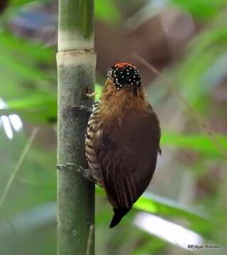 Image of Ochre-collared Piculet