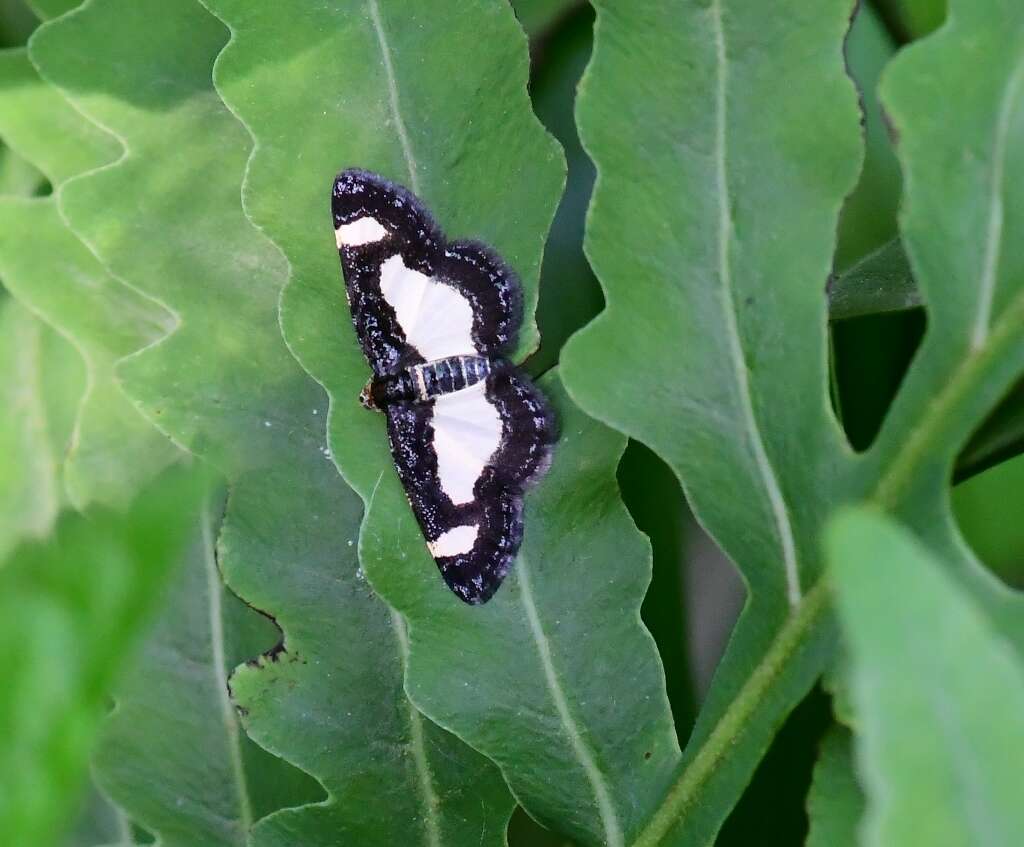 Image of Common Spring Moth