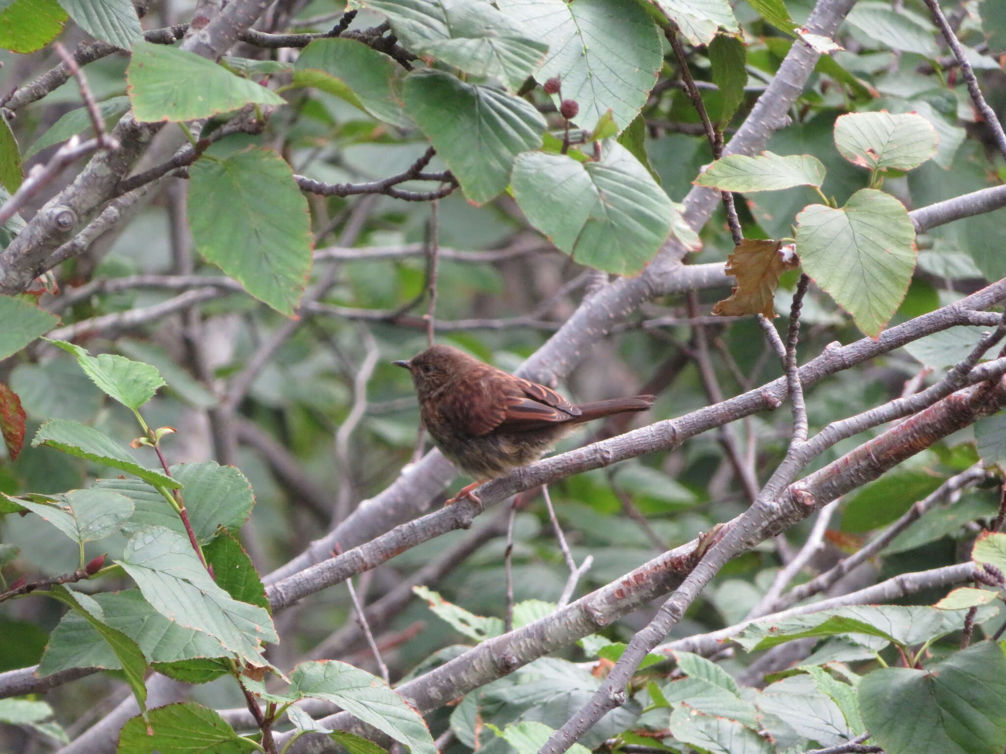 Image of Japanese Accentor