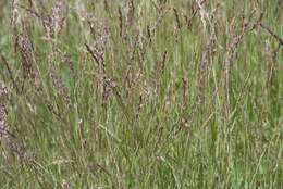 Image of curly-mesquite