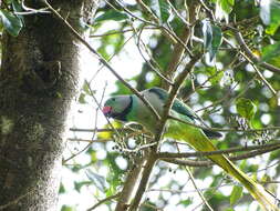 Image of Blue-winged Parakeet