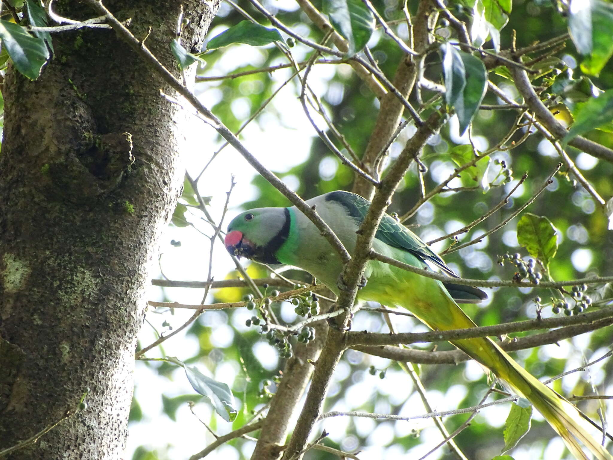 Image of Blue-winged Parakeet