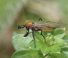 Image of Bibio hortulanus (Linnaeus 1758)