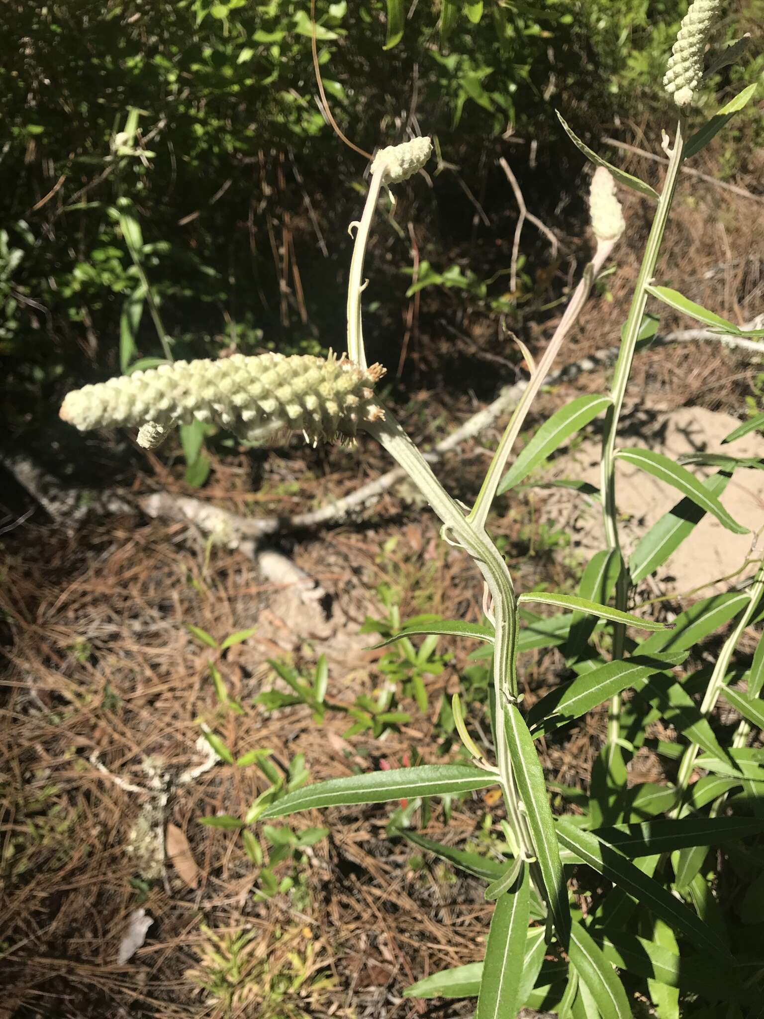 Image of dense-spike blackroot