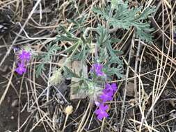 Image of Chiricahua Mountain mock vervain