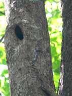 Image of Banded Flying Snake