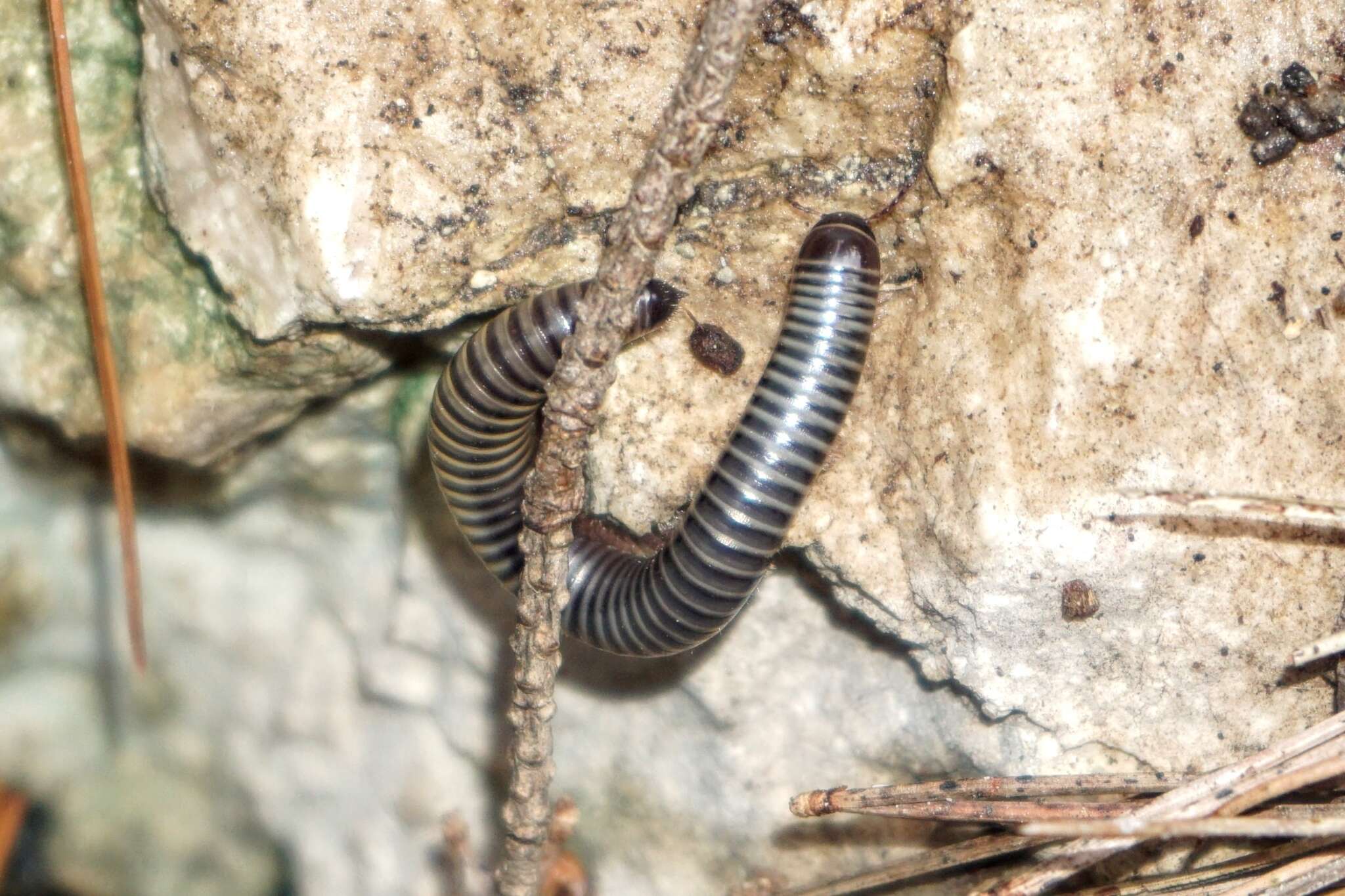 Imagem de Acanthoiulus fuscipes (Koch & C. L. 1847)