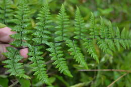 Plancia ëd Myriopteris aemula (Maxon) Grusz & Windham