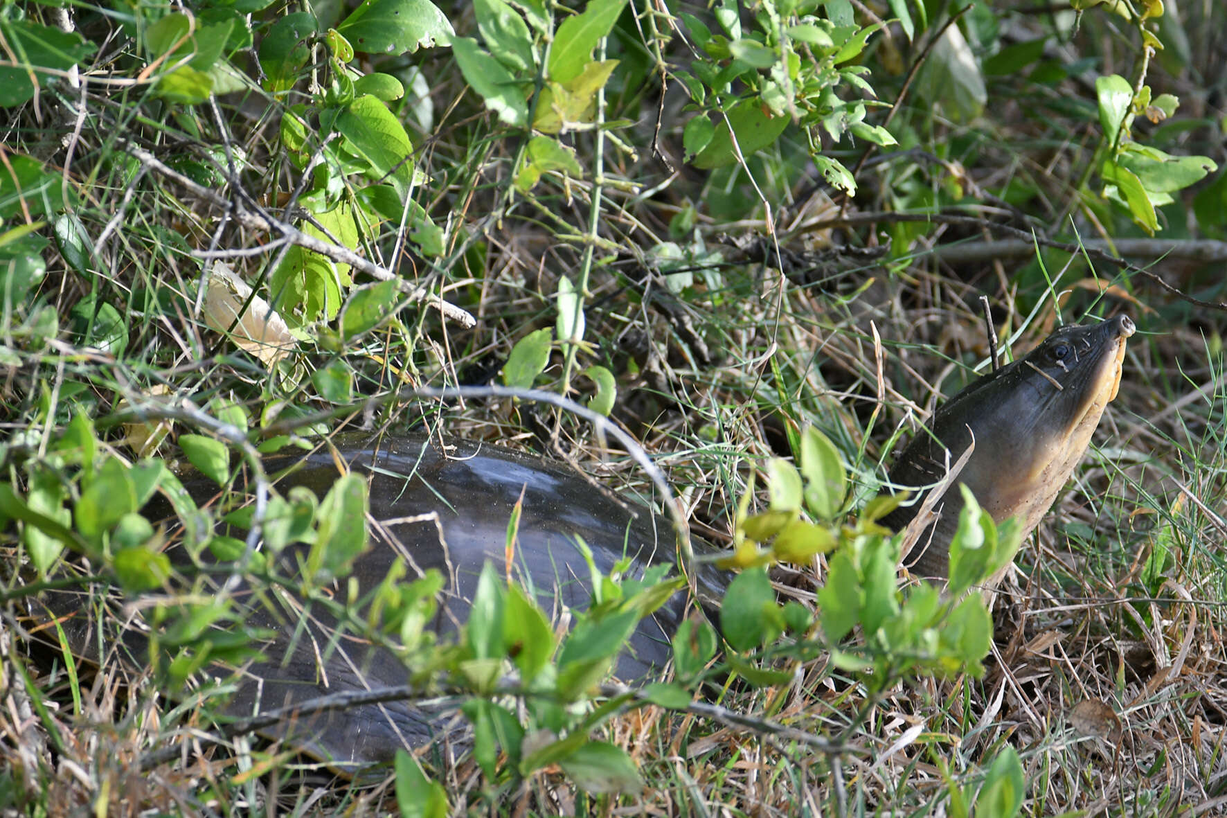 Image of Sri Lankan flapshell turtle