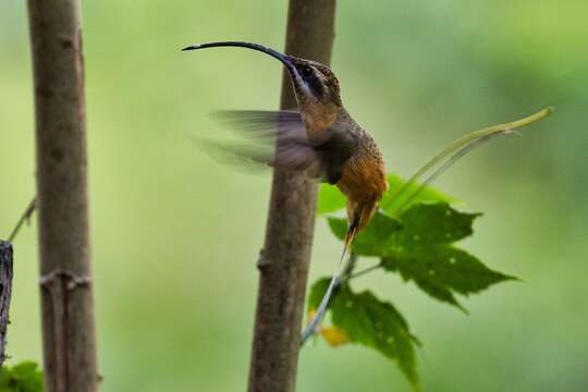 Image of Tawny-bellied Hermit