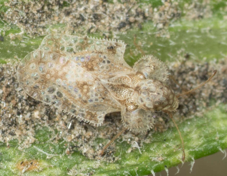 Image of Morrill lace bug