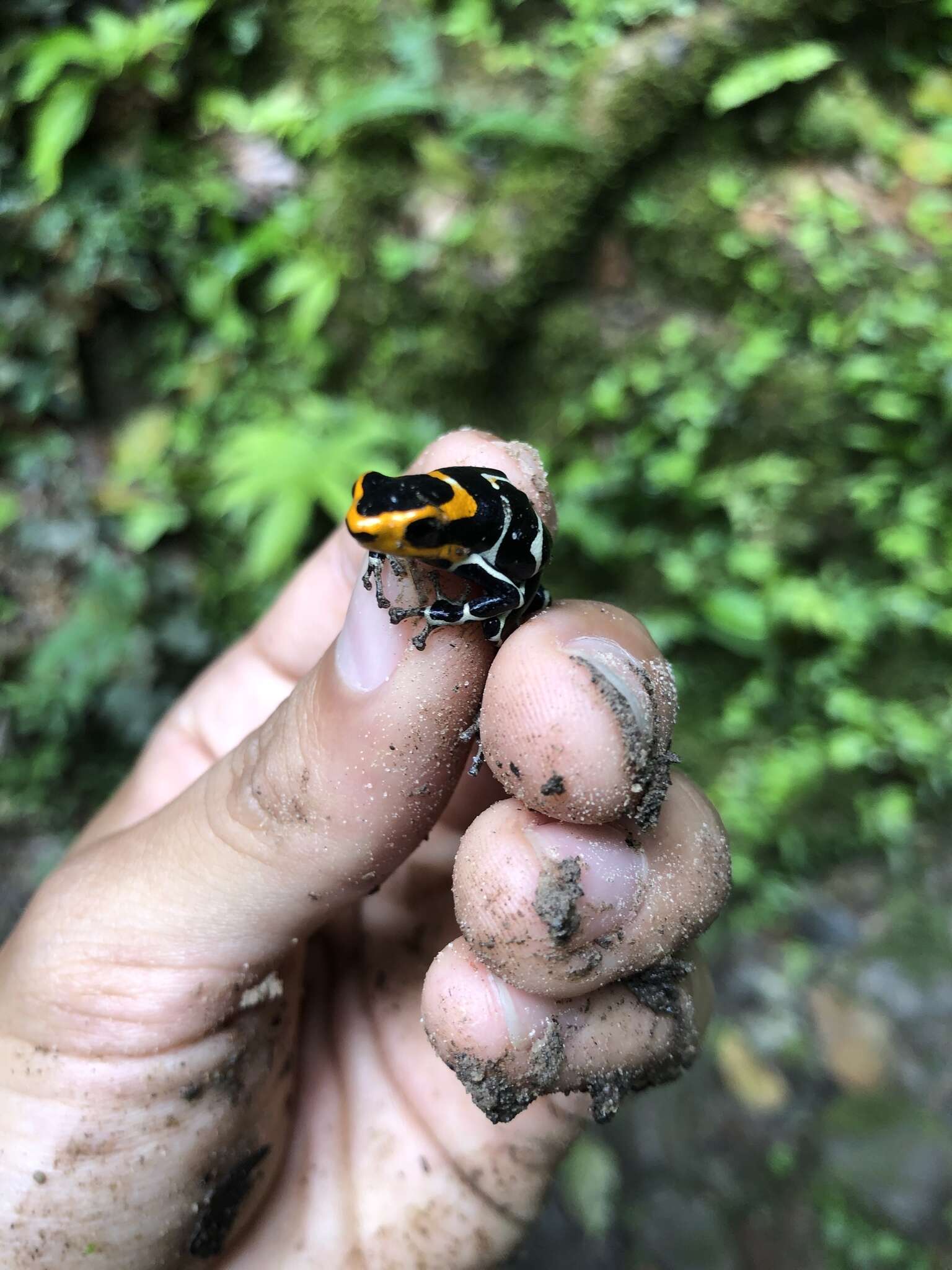 Image of Fantastic Poison Frog